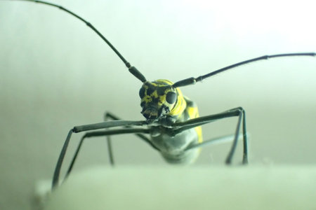 Beetle close-up looks into the lensの写真素材