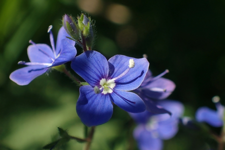Small blue flowers close-upの写真素材