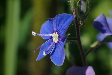 Small blue flowers close-upの写真素材