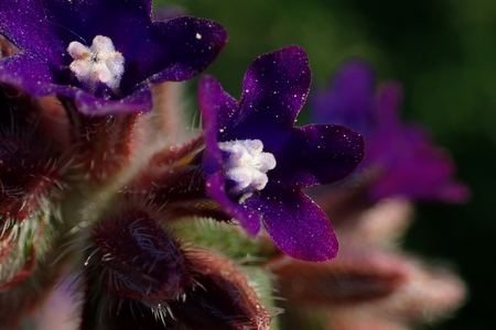 Small blue flowers close-upの写真素材