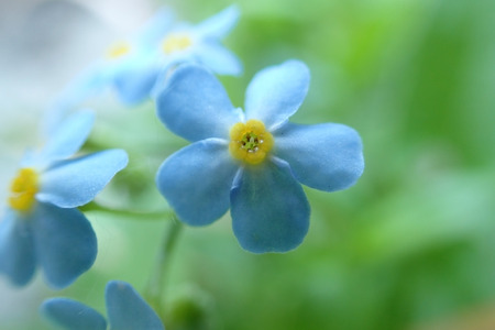 Small blue flowers close-upの写真素材