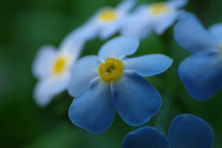 Small blue flowers close-upの写真素材