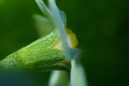Small blue flowers close-upの写真素材
