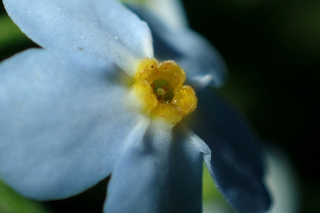 Small blue flowers close-upの写真素材