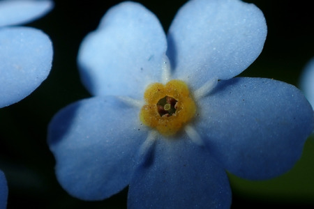 Small blue flowers close-upの写真素材