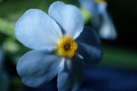 Small blue flowers close-upの写真素材