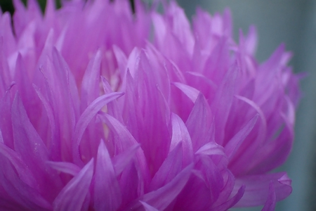 Beautiful violet flower closeupの写真素材