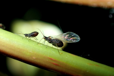 Aphids on the plantの写真素材