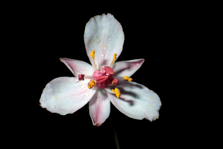 White flower close-up on a black backgroundの写真素材