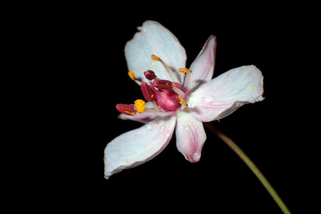 White flower close-up on a black backgroundの写真素材