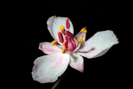 White flower close-up on a black backgroundの写真素材