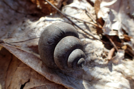 Shell of snails close upの写真素材