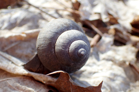 Shell of snails close upの写真素材