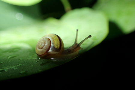 Snail on a green leafの写真素材