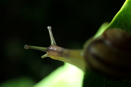 Snail on a green leafの写真素材
