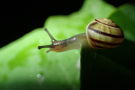 Snail on a green leafの写真素材