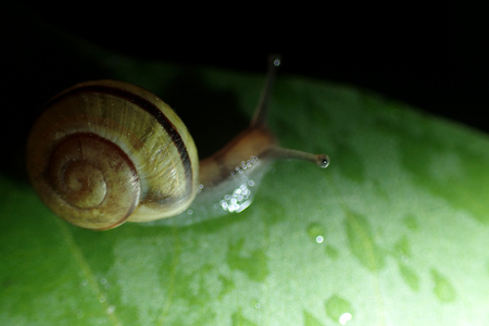 Snail on a green leafの写真素材