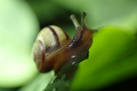 Snail on a green leafの写真素材