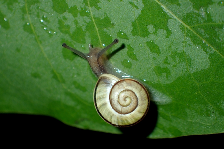 Snail on a green leafの写真素材