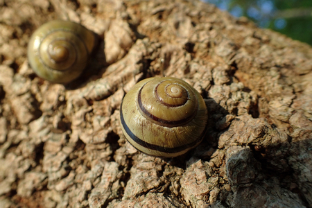 Snail on tree barkの写真素材