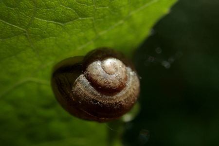 Snail on a green leafの写真素材