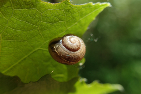Snail on a green leafの写真素材