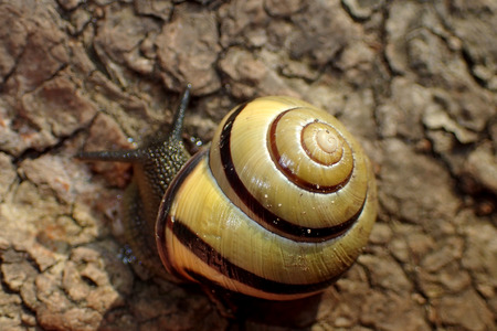 Snail on tree barkの写真素材
