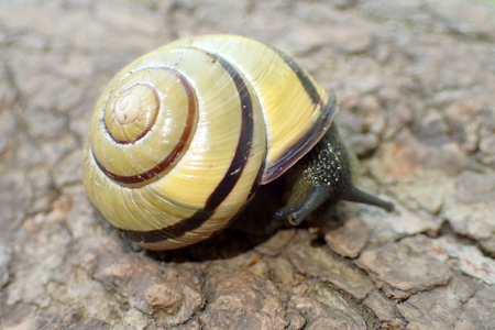Snail on tree barkの写真素材