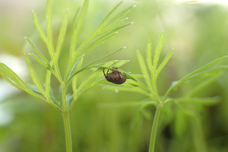 Weevil on dill close upの写真素材