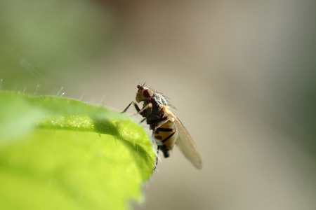 A fly on a green leafの写真素材