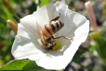 The bee collects honey