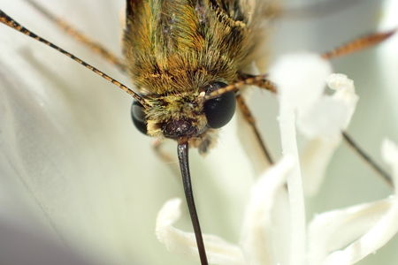 Butterfly on a white flowerの写真素材