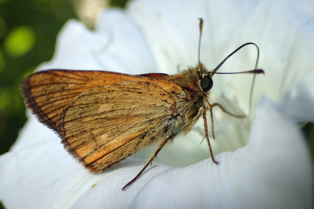 Butterfly on a white flowerの写真素材