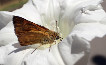 Butterfly on a white flowerの写真素材