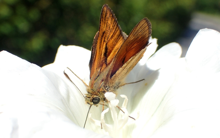 Butterfly on a white flowerの写真素材