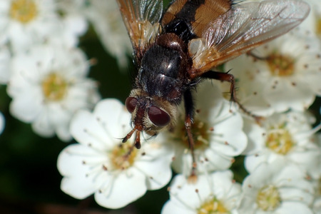 Fly closeup on white flowersの写真素材