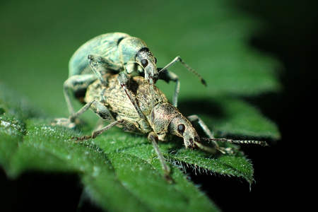 Weevil matingの写真素材