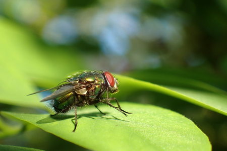 A fly on a green leafの写真素材