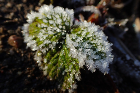 Strawberry leaves in the snow close upの写真素材
