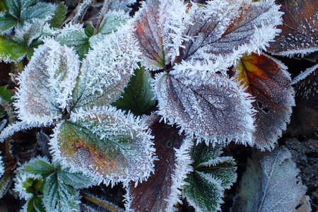 Strawberry leaves in the snow close upの写真素材