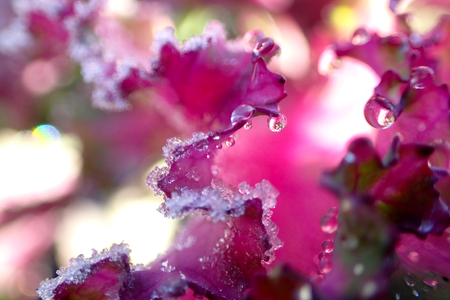 Purple cabbage leaf in the snow close upの写真素材