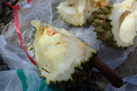 Cut durian on the beachの写真素材