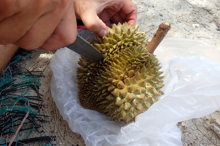 Cut durian on the beachの写真素材