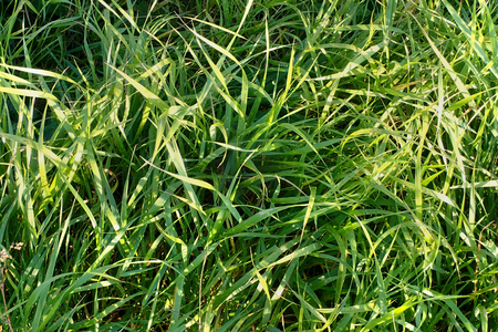 Green soft grassの写真素材