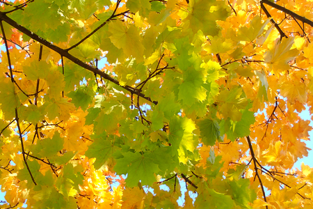 Golden autumn leaves on the branchesの写真素材