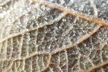 Leaf in the snow close upの写真素材