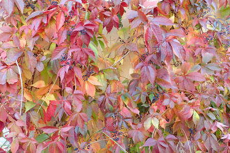 Yellow leaves on the wallの写真素材