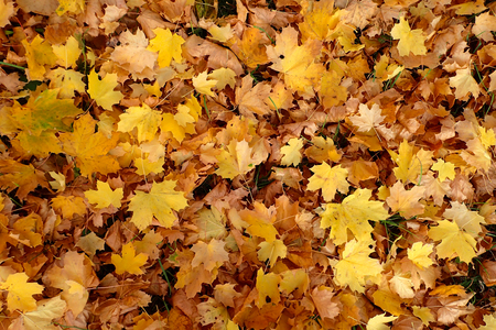 Yellow autumn fallen maple leaves backgroundの写真素材