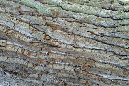 Dry tree bark close upの写真素材