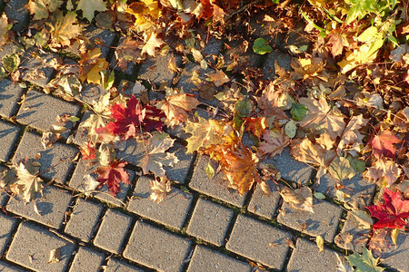 Autumn leaves on the pavementの写真素材